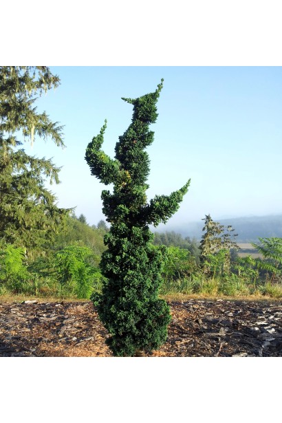 Висота кипарисовика Вісселс Сагуаро